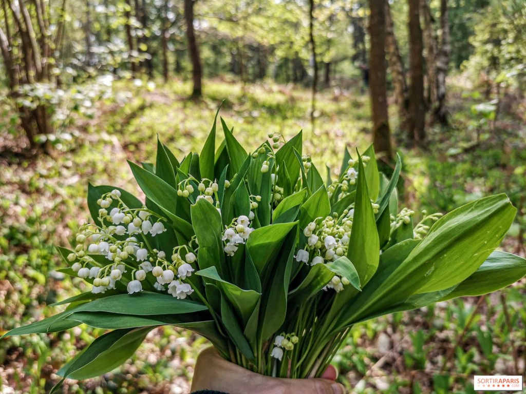 Muguet